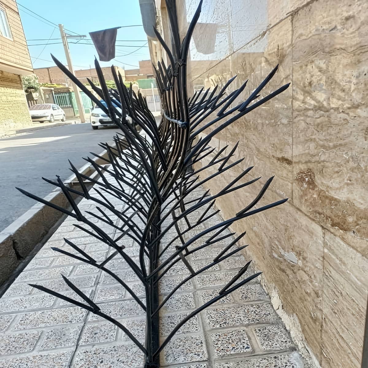 حفاظ شاخ گوزنی در چالوس
