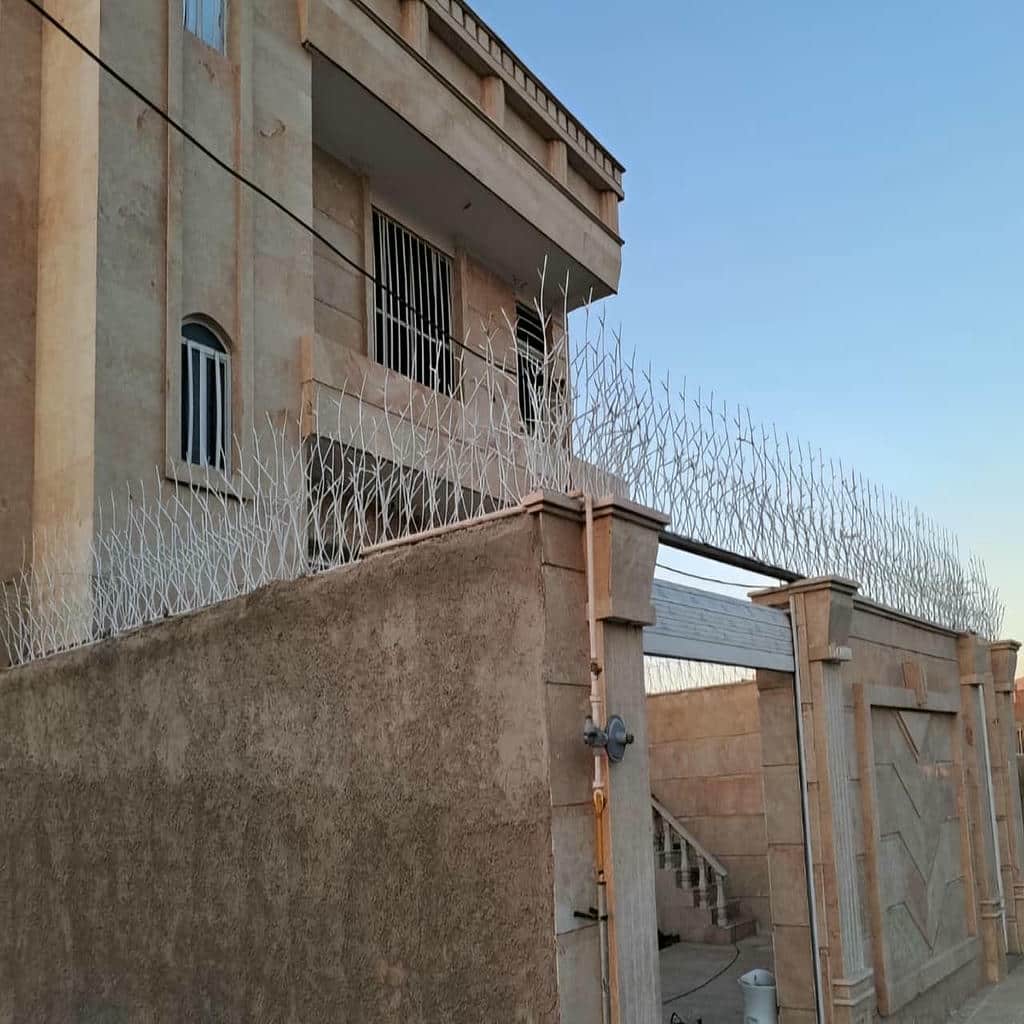 حفاظ شاخ گوزنی گنبدکاووس