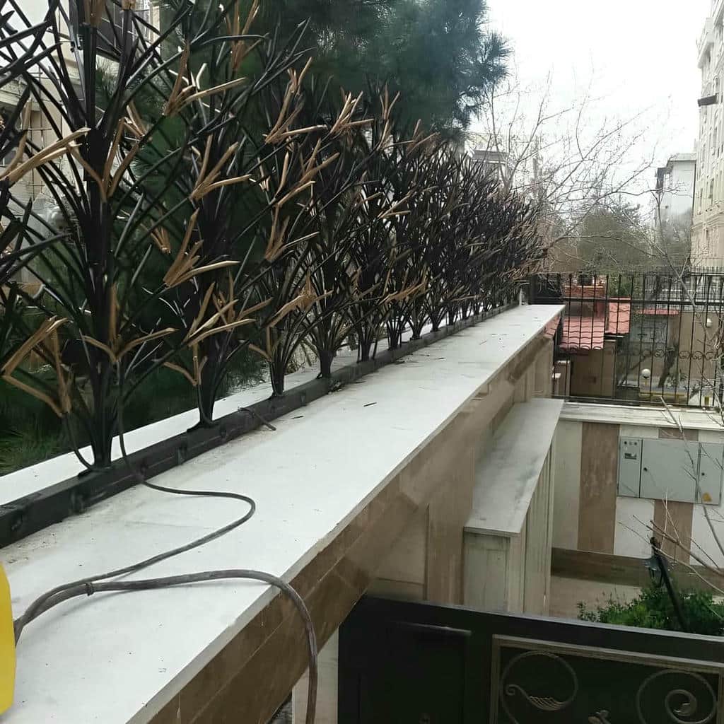 حفاظ شاخ گوزنی در ایرانشهر