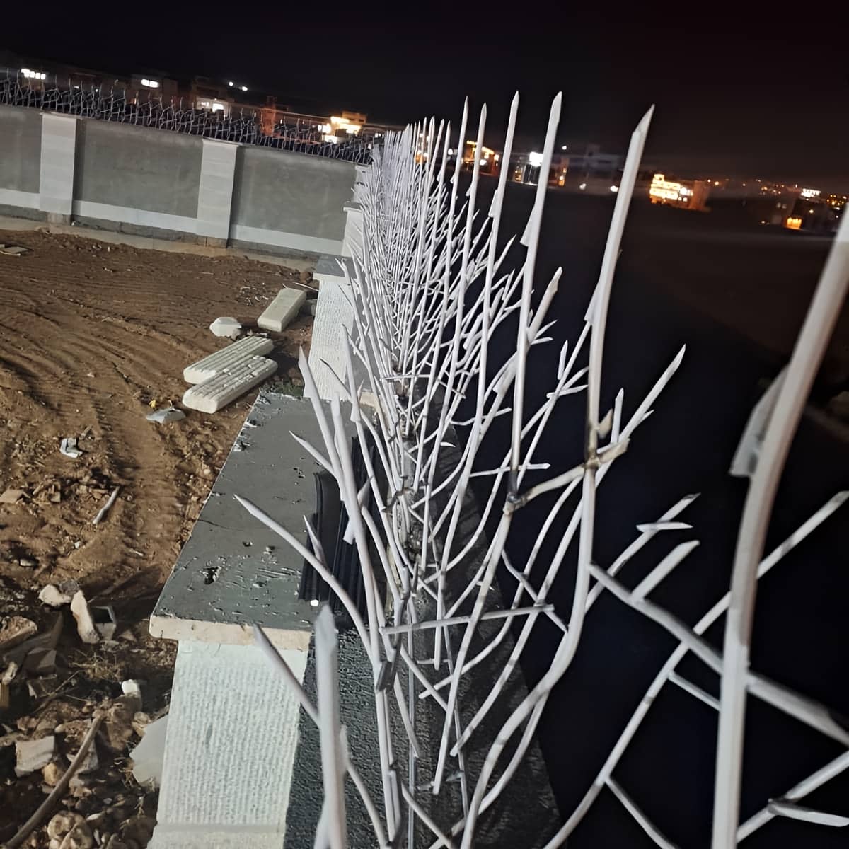 حفاظ شاخ گوزنی در سیرجان