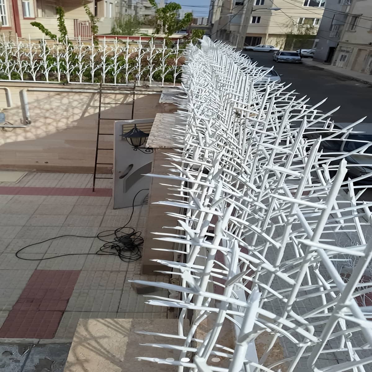 حفاظ شاخ گوزنی