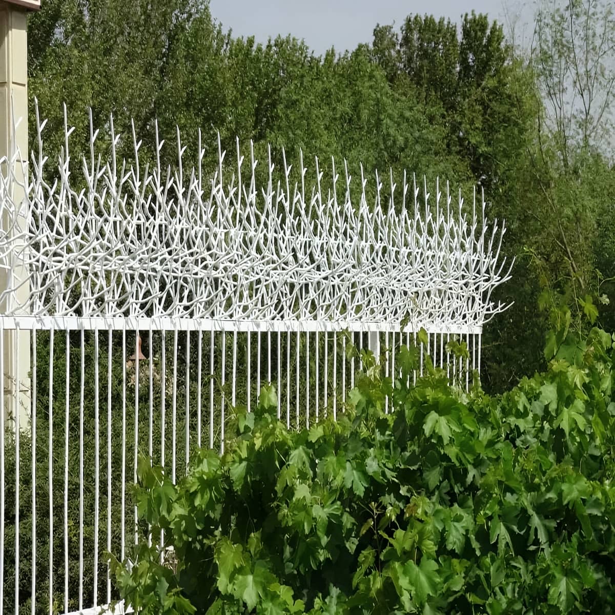 حفاظ شاخ گوزنی در اردبیل