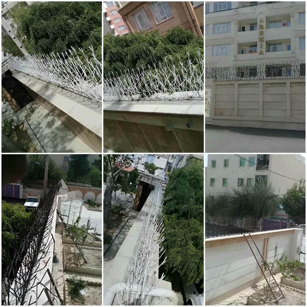 حفاظ شاخ گوزنی در بندر عباس