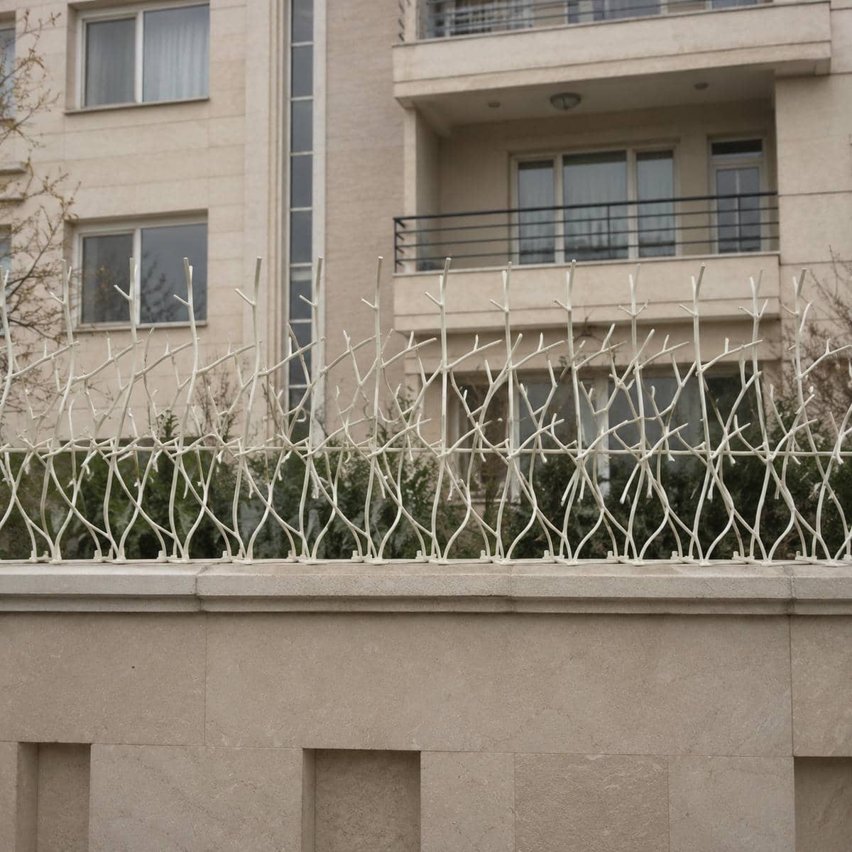 حفاظ شاخ گوزنی ستاری