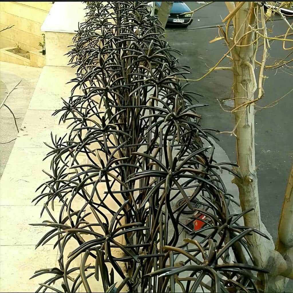 حفاظ نخل مرداب با پوشش یکدست برای بارندگی